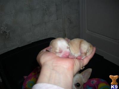 Cottrell Chihuahuas has a new litter of puppies, this is our only litter since last year